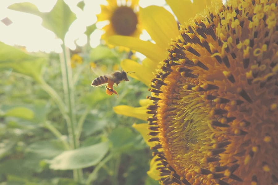Random image of a bee on a sunflower
