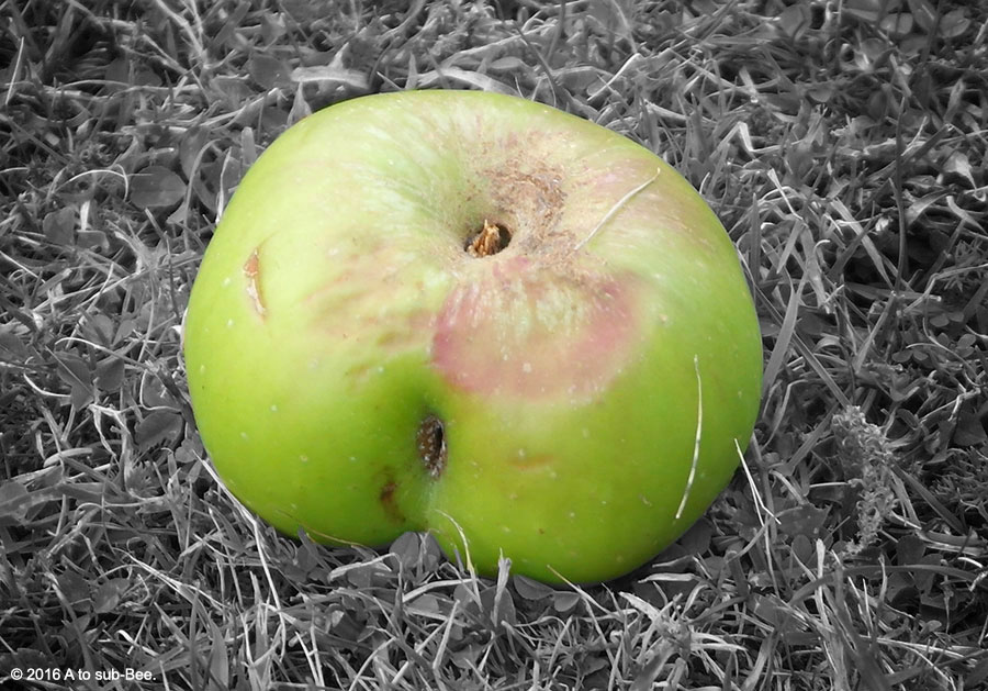 A fallen apple that looks like a bum