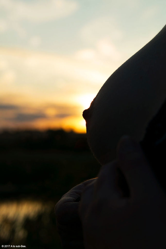 Bee's breast silhouetted as the new dawn breaks in the background